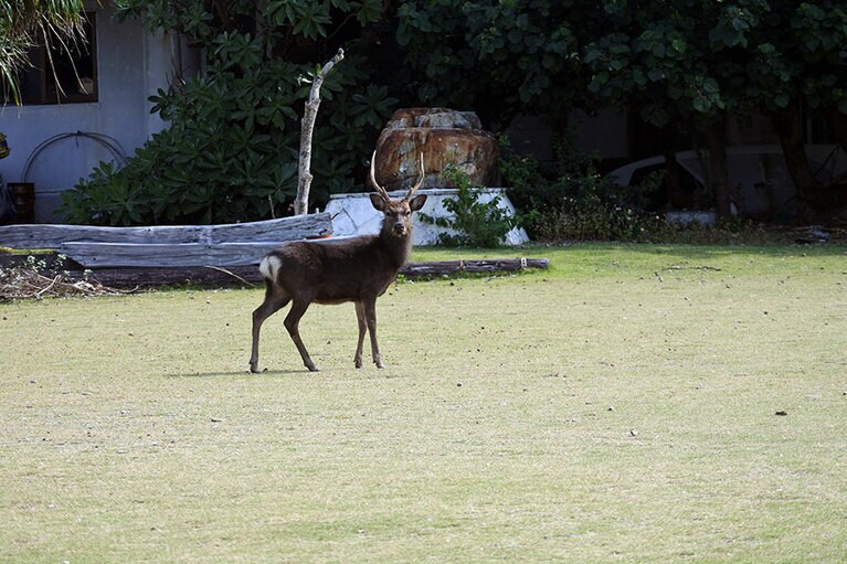 こちらが気になるのか、何度も振り向くケラマジカ。