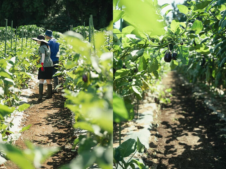 畑でひょっこりとなっている作物を見ると思わず笑顔がこぼれます。
