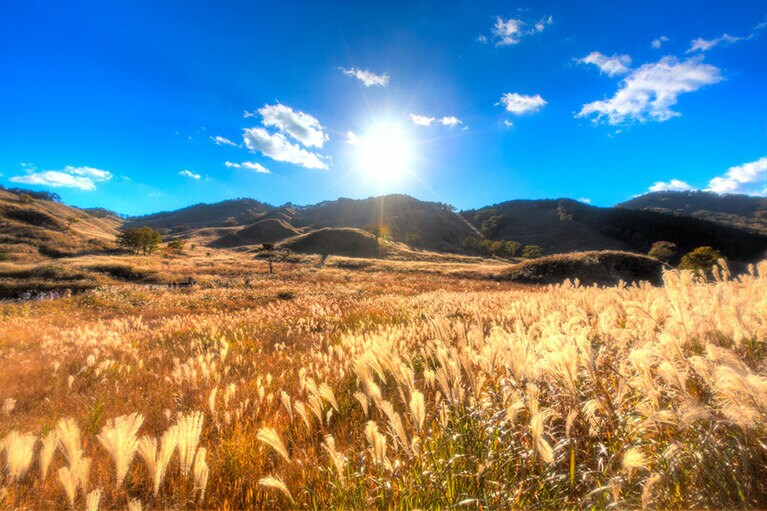 砥峰高原のススキ／兵庫県