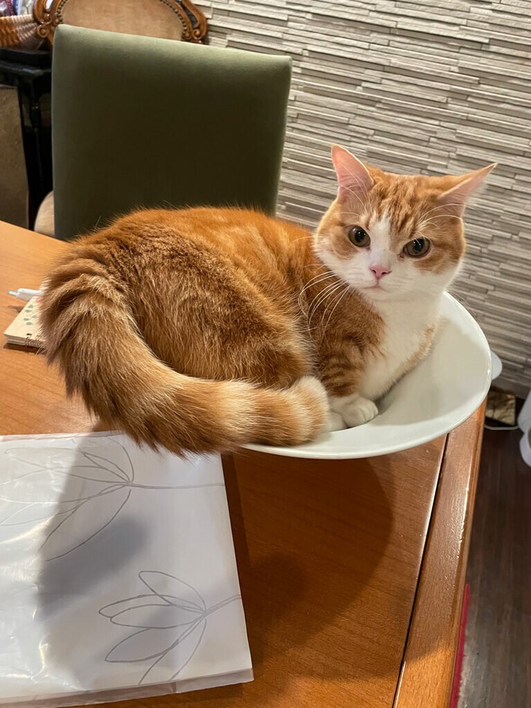 mocci ♂ 5歳。さ、お客さんが来るぞ！　大きなパスタ皿をテーブルセッティング。そんな大皿、見逃さじ！　いつのまにか、猫入りパスタ皿。3年前に保護猫ちゃん協会から譲り受けた3才のmocci、私達には初めての猫ちゃん。もふもふ毛布で力強くモフモフしている姿は目に入れても痛くありません。出会ってくれてありがとう。来てくれてありがとう（RIKIさん）