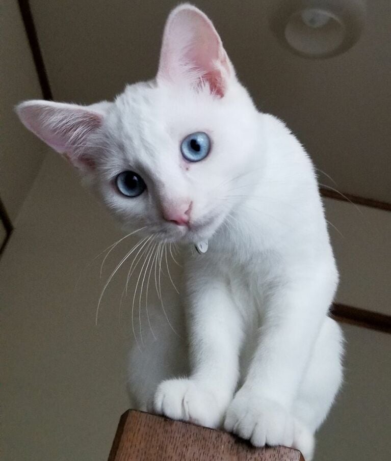 シロ ♂ 4歳。着衣のマハ、ならぬ着衣のにゃんです（潦さん）