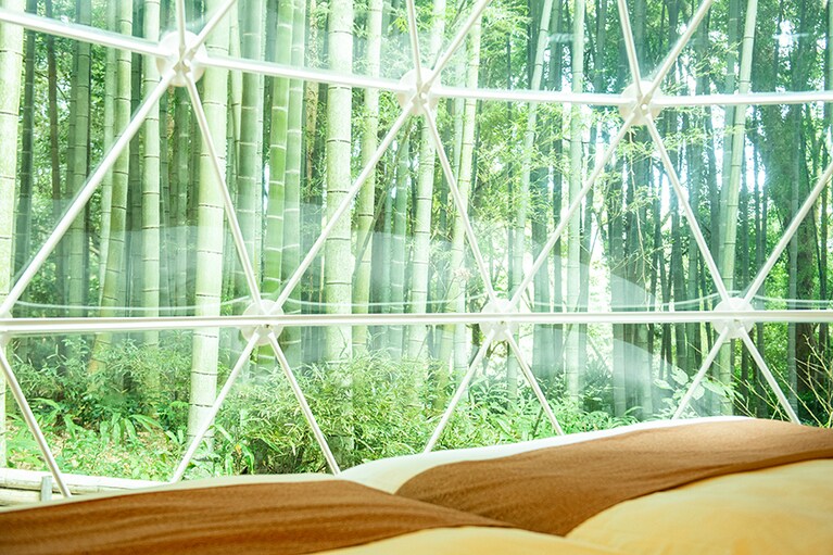 緑が眩しい竹林の景色。