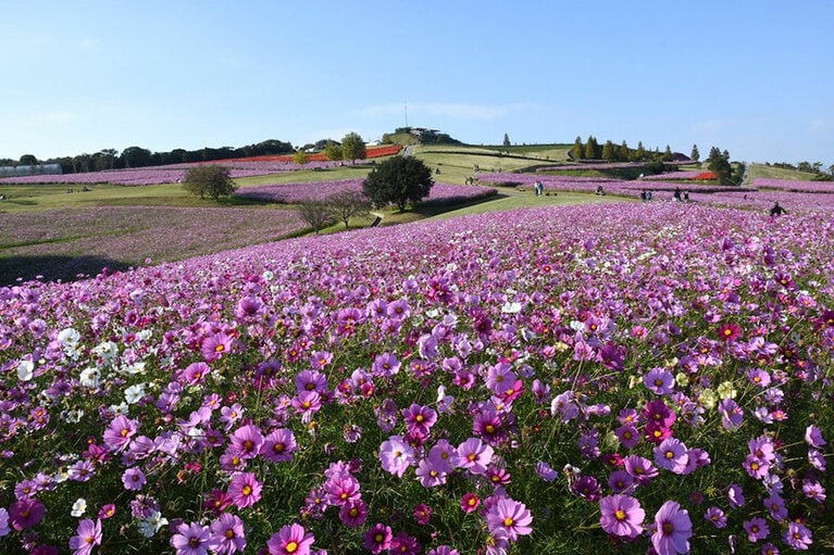 【兵庫県】あわじ花さじき。