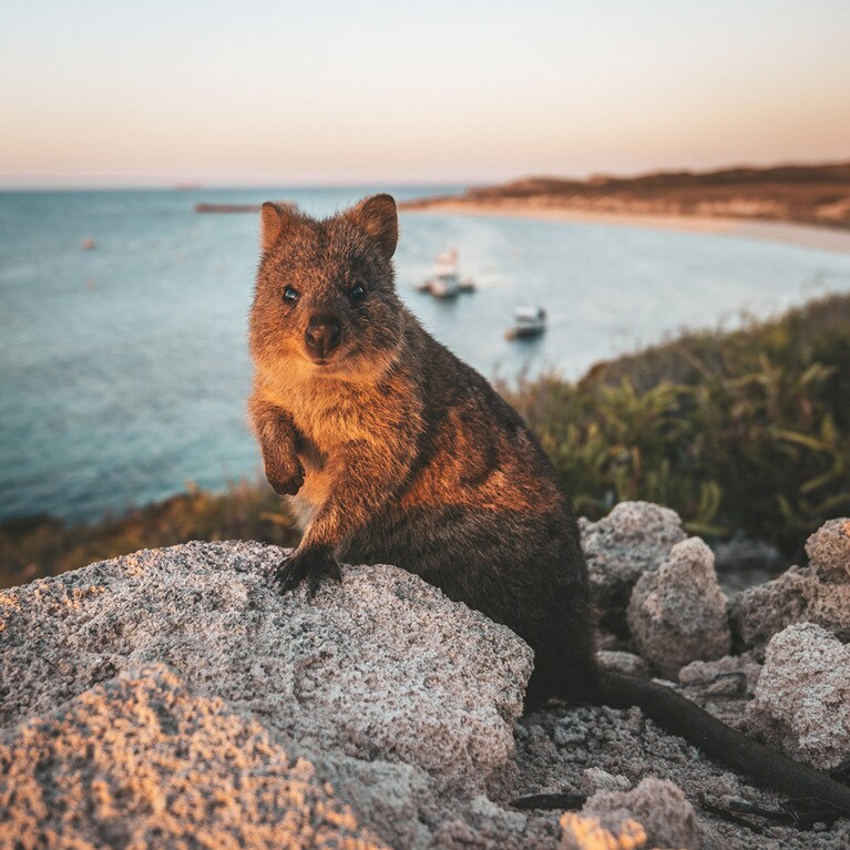 西オーストラリアのごく一部にしか生息しない小型カンガルー 、クオッカ。Photo：Tourism Western Australia