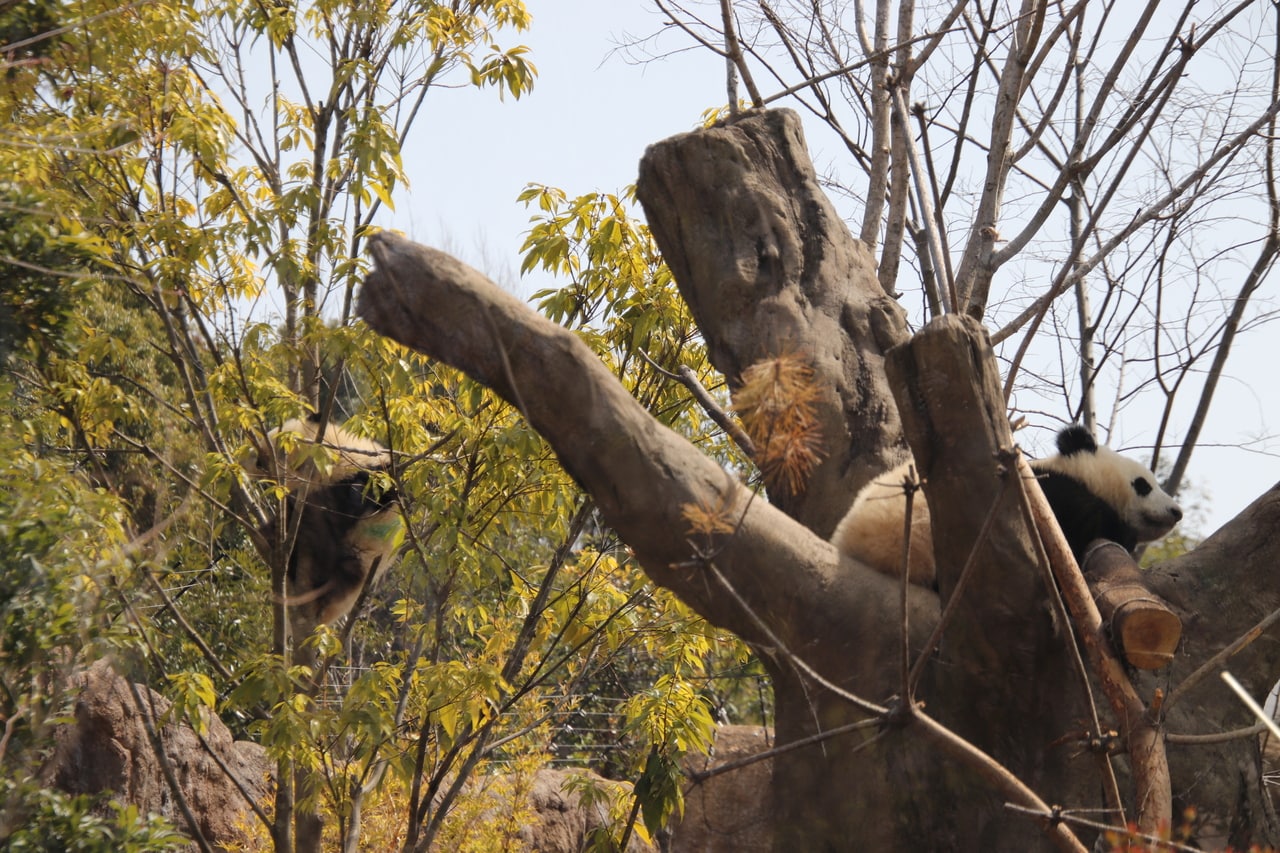 2022年3月25日撮影。著者にとっての初シャオレイ。左がシャオシャオ。