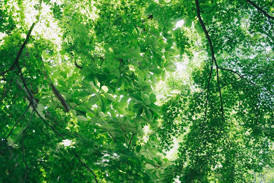 見上げると眩しい緑がいっぱい。多種多様な樹木に囲まれての「緑浴」は涼を感じられ、気分も穏やかに。