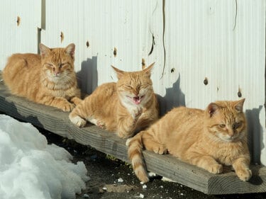 野良猫の群れに遭遇するのはレア！ 仲良く生活するファミリーにゃんこ 自由すぎる野良にゃんこ画像まとめ④ | 佐々木まことの犬猫脱力写真館 | 写真 |  1枚目