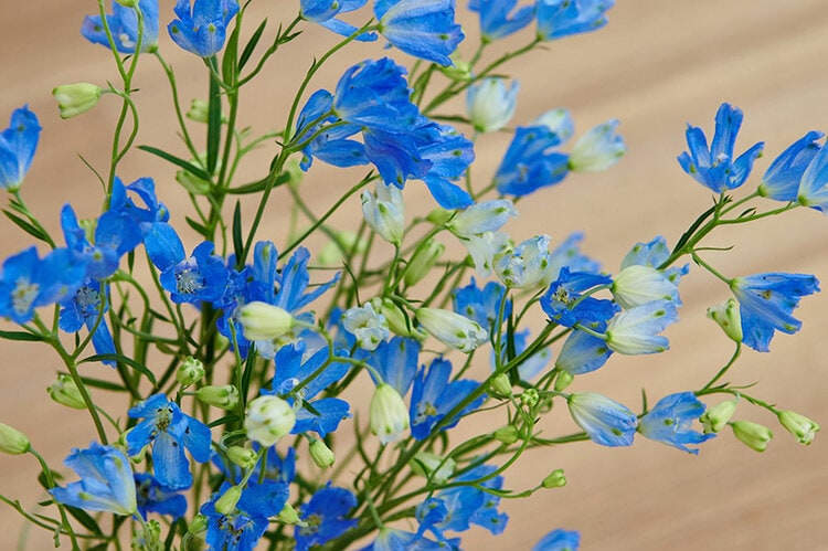 青い花」で夏の暮らしを涼やかに！ インクを使って簡単に作る方法も♡ | 新しい私を、花と。Playful Flower Life！ | 写真 | 3枚目