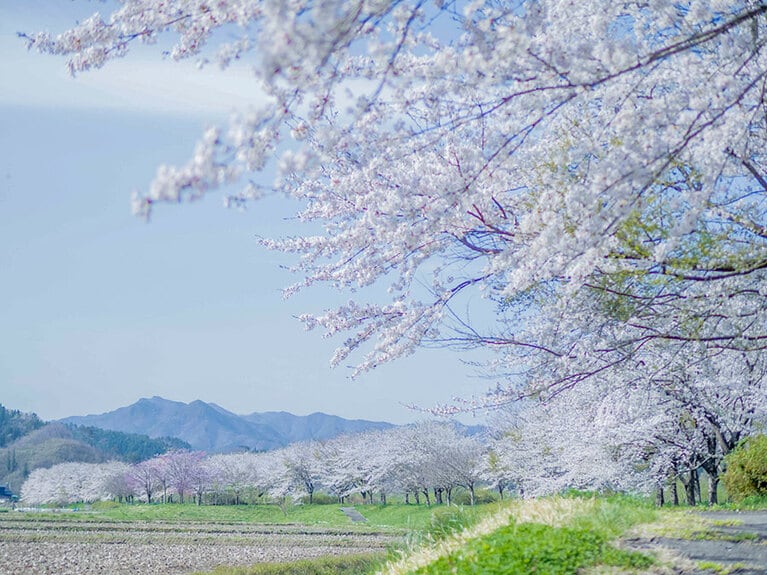 長沢川の桜づつみ／岩手県