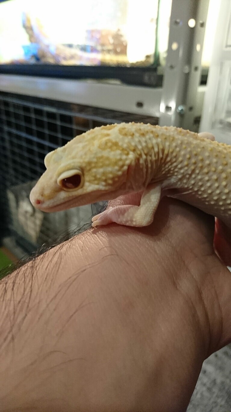 ヒョウモントカゲモドキ・ベルアルビノのベルちゃん。白い体が美しいです。