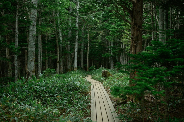 地上遊歩道コースは全周3km。深い原生林に包まれている。ヒグマの目撃情報が相次ぐほど、野生動物のすみかと密接している。