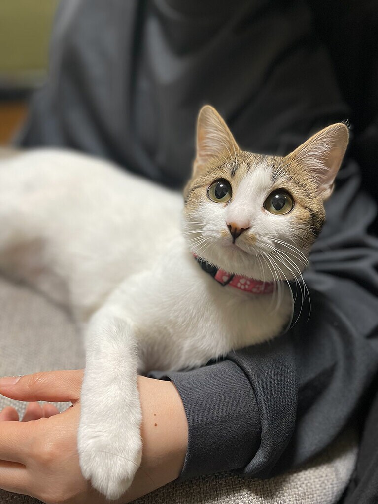 ぱお ♀ 1歳。元々、保護猫カフェにいたこの子に出会って一目惚れし、すぐに里親申請し譲渡して頂きました。とても甘えん坊で、新しい生活にもすぐ馴染んでくれました。いつも家族の誰かのそばに居たい！って感じなので写真のようにお膝によく乗ってきてくれます。ふとした時の表情がとても可愛くて家族でいつもメロメロです。元々、子猫の時に捨てられていて、運良く保護されたこの子と出会えたこと。この子との毎日の生活を一緒に過ごせる幸せを日々感じています。