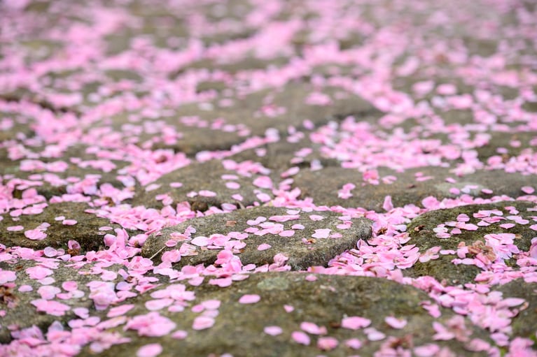 《早春の絶景散歩》紅白の梅の先には瀬戸内海、園内には古墳も！西日本随一の梅の名所「綾部山梅林」へ【兵庫県】
