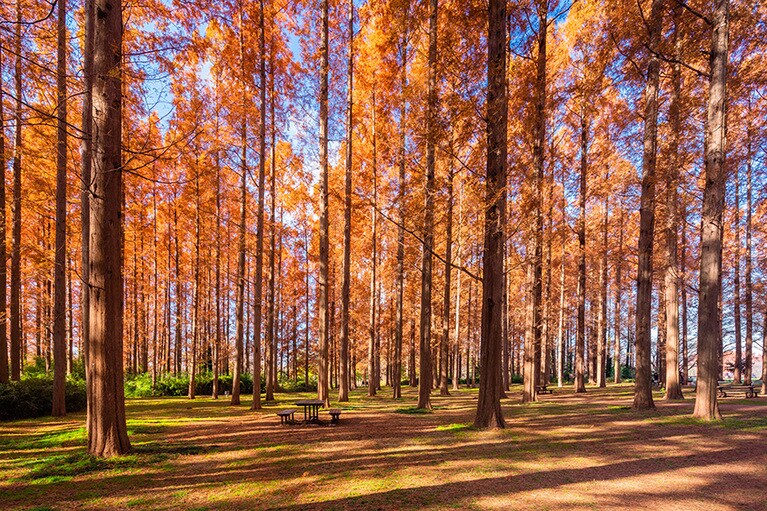 【東京都】水元公園のメタセコイアの紅葉。