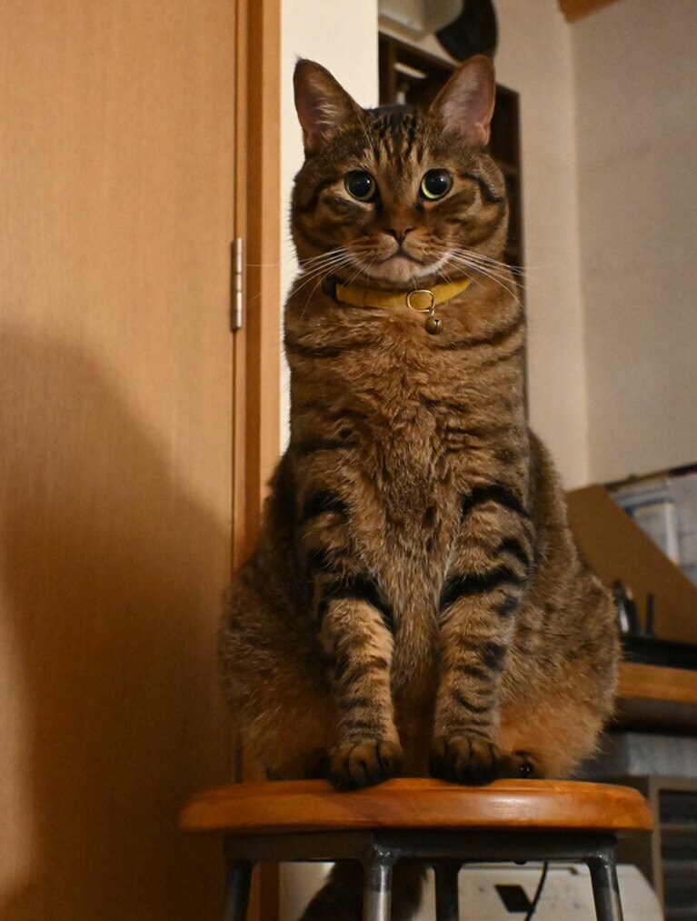 チーコ オス 7歳。つねに飼い主を監視（チーコさん）。