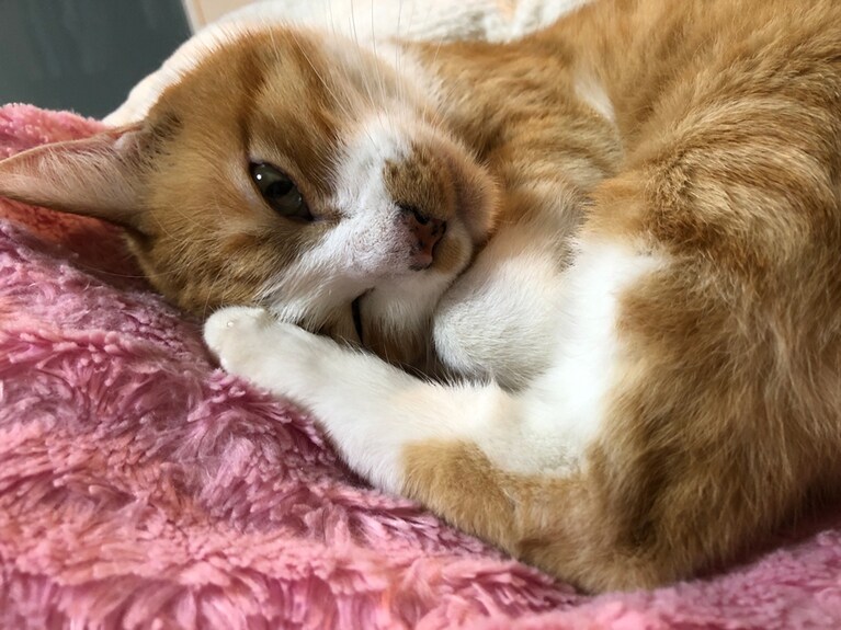 ぽぽ ♂ 6歳。かまってほしいときに、私の様子を伺い見ている。かわいいと撫でられるのを待っている。あざといポーズ！