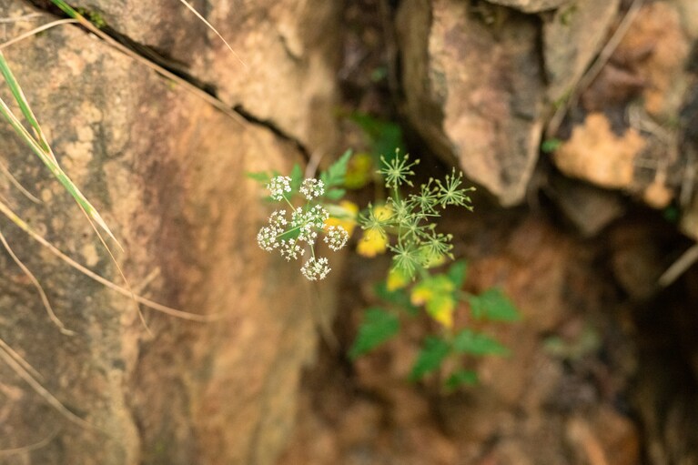 長野県・硫黄岳の旅＜硫黄岳のピークへ＞