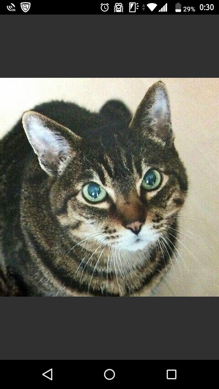 タム ♂ 19歳。あまりの美猫ぶりに駅でスカウトし(迷い猫を拾い)、我が家の一員となって19歳、天寿を全うしました。今でも世界一の我が子です。