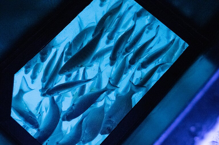 ピチピチの魚たちが船底の窓いっぱいに。