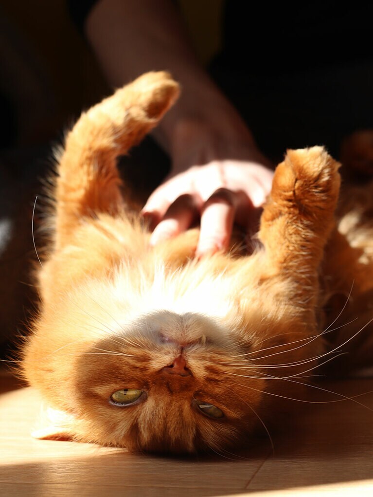 こはく ♀ 1歳10カ月。お腹を撫でられて気持ちよく、ヘソ天になっているのに、鋭い眼差しになってしまっている姿です。体と表情がチグハグになっているのがポイントです。