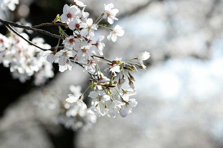 バックの枝も活かして撮影。