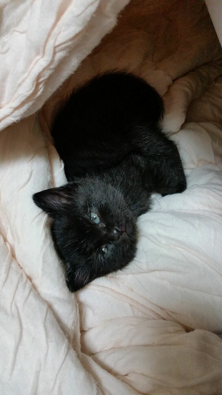 ミヌ オス 5歳。まだ1カ月頃の写真で、甘えん坊な子。お腹と尻尾の先だけが白い模様がチャームポイントの男の子です（まるさん）。