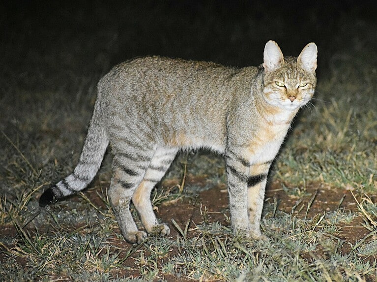 リビアヤマネコ。Photo by Justin Ponder