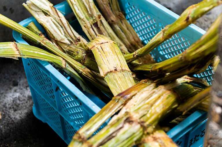 絞られたサトウキビ。