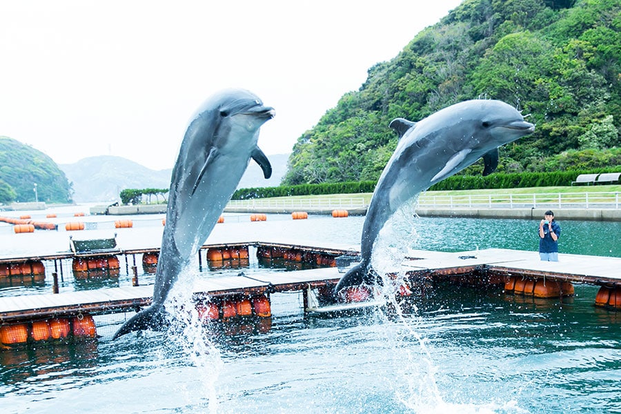 「壱岐 イルカパーク＆リゾート」内の天然の入江で、元気にジャンプするバンドウイルカたち。