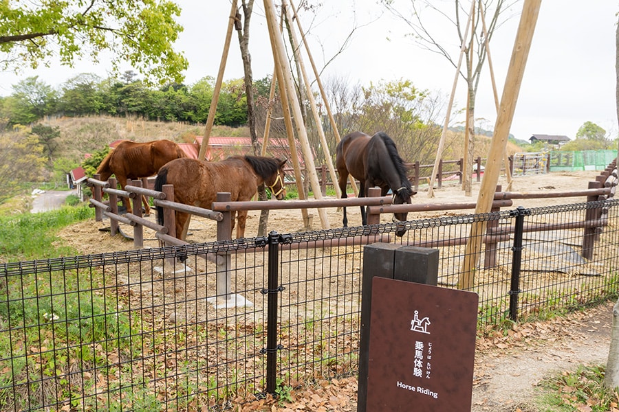 キャンプフィールドの隣には乗馬体験ができるコーナーも。