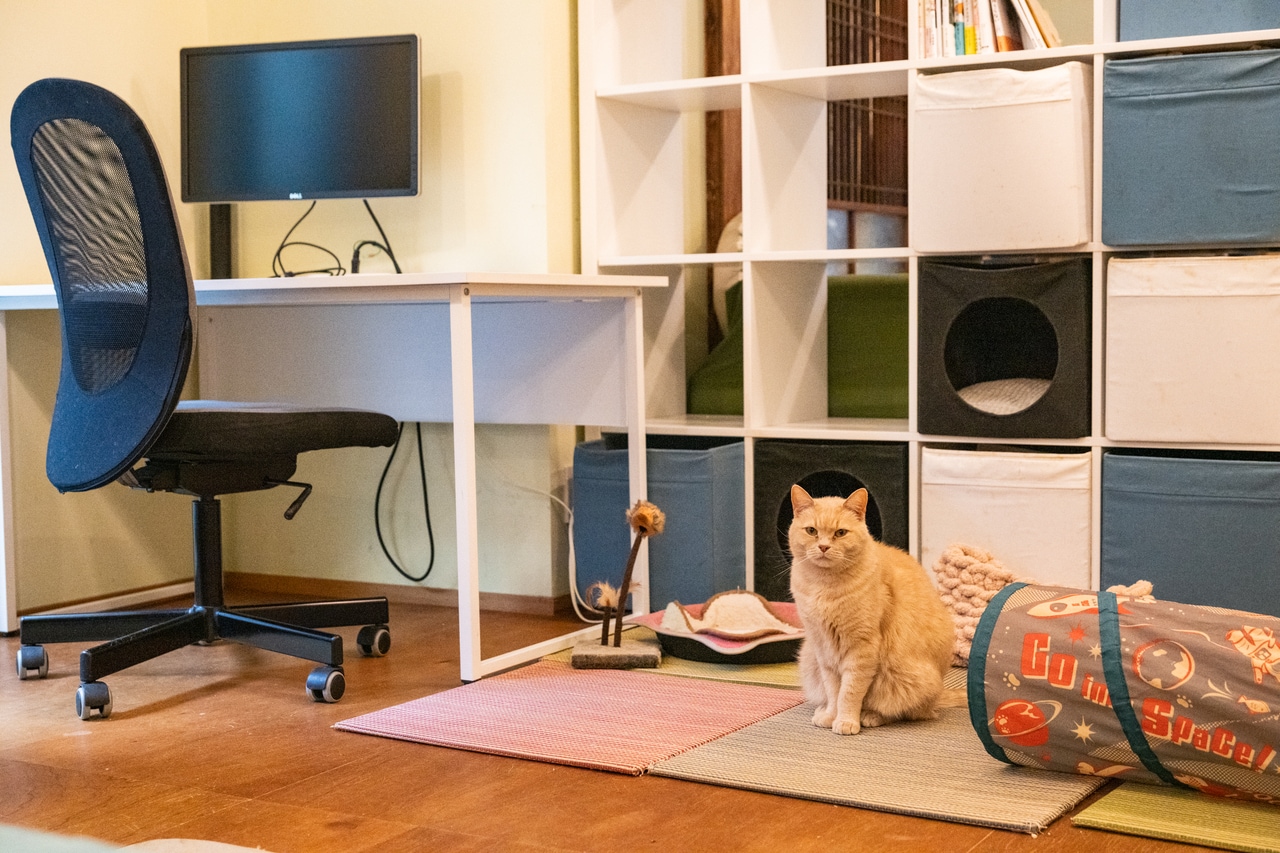 フリーデスクと猫の遊び場が共存。猫たちのお世話は猫好きのボランティアが担う。