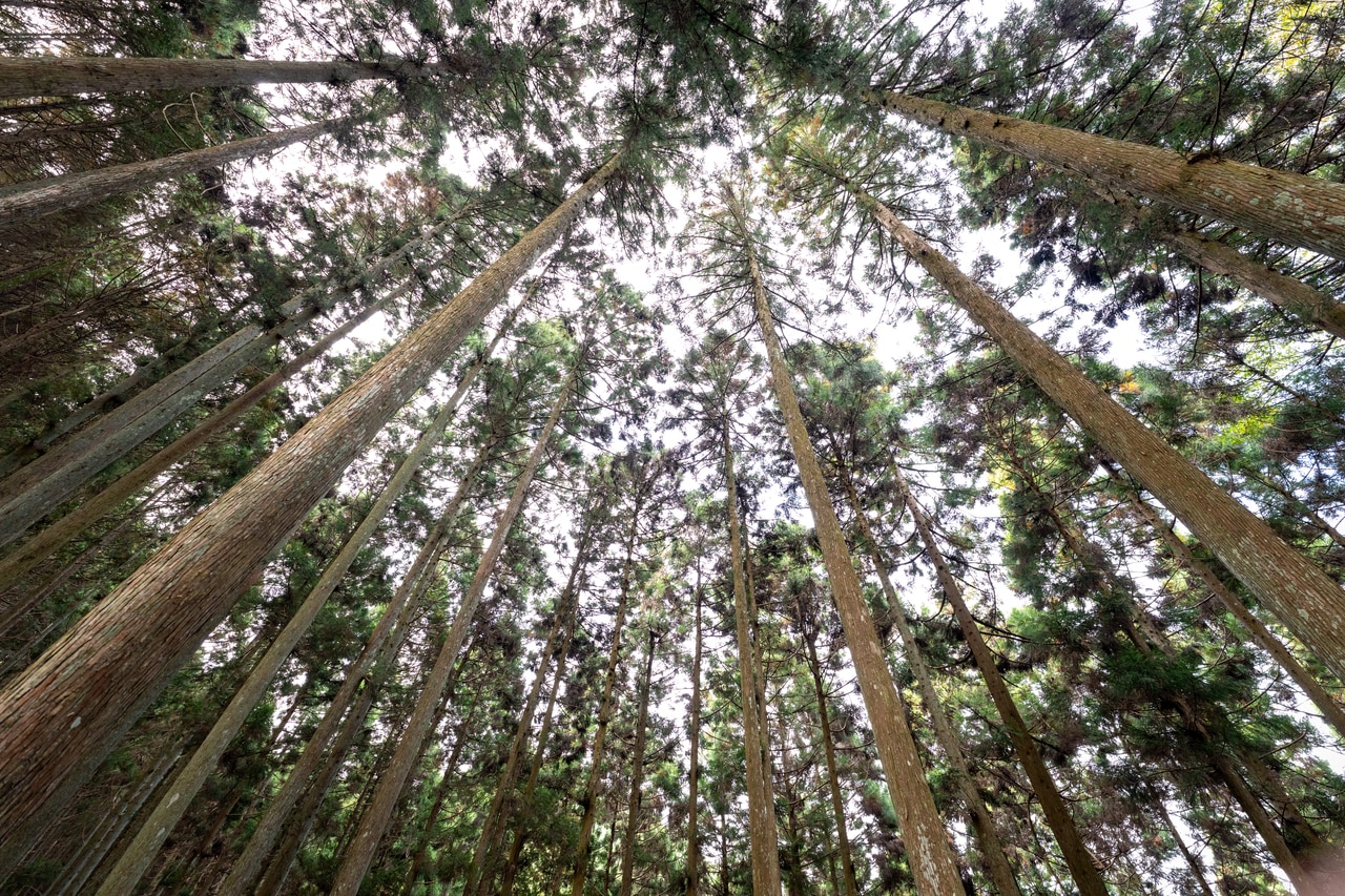 密集した吉野杉が、まっすぐ空にのびるようすは圧巻！