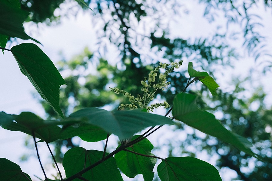 山野でよく見られるアカメガシワ。薄黄色の小さな花が穂状に集まって咲きます。