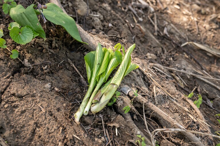 松代エリアで収穫したうるい。うるいの名前の由来はそのまま「潤い」という意味で、水分が多いことからだそう。ほろ苦さはありますがクセがないので、お浸しや和え物など用途多彩。