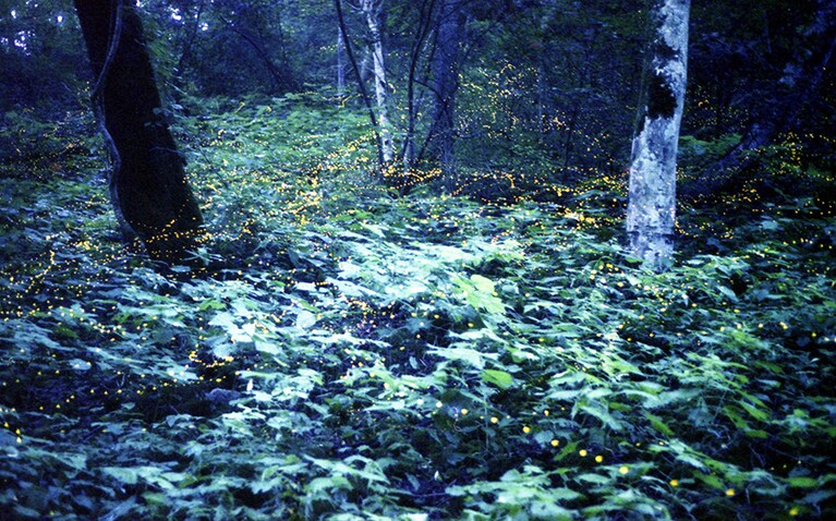 【広島県】帝釈峡金ボタル。