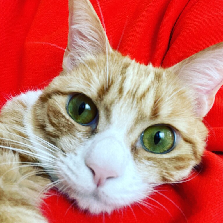 つくね ♀ 1歳。ママの腕の中がだいすき♡ 一番おちつくニャー。