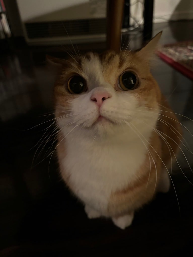 mocci ♂ 5歳。お気に入りの友人にポーズを決めているところです。みんなに可愛がってもらって、甘えん坊のオジサンネコさんはご満悦!!　プレゼントにはまたたび入りクリスマスツリー。ハマっております。猫ちゃんの魅力、もう存在そのものです。どこもかしこも丸くて柔らか、温かい。神様がくれた魅惑の生き物です。（RIKIさん）