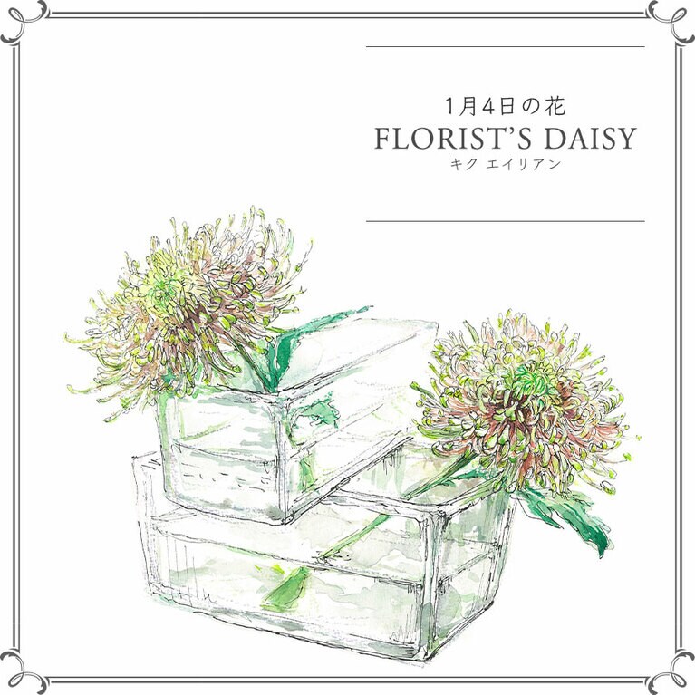 1月4日の花「キク エイリアン」