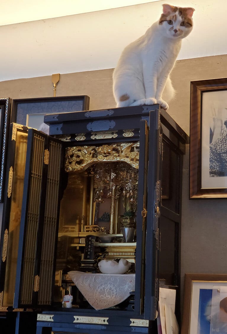 【グランプリNo.3】まる ♀ 1歳。我が家で登れる一番高い所、ここぞという時(通院前の慌ただしい時など)よく登ってます。