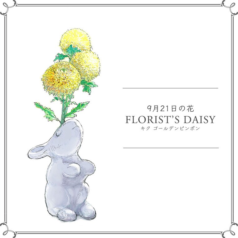 9月21日の花「キク ゴールデンピンポン」