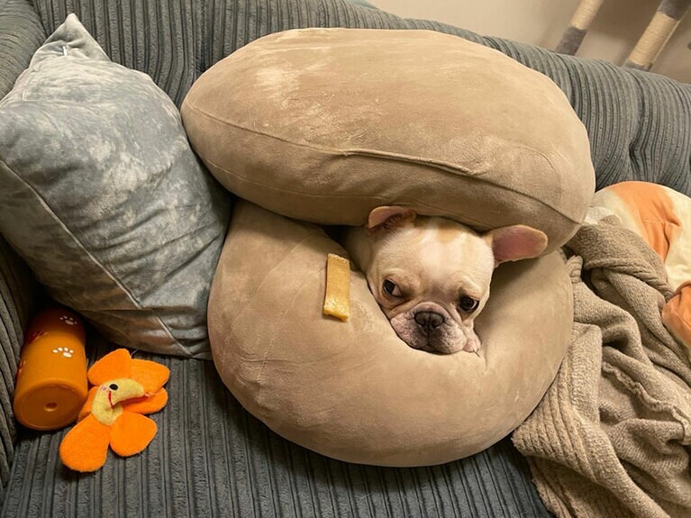 竹内まなぶさん宅の愛犬きなこ(メス・1歳)。