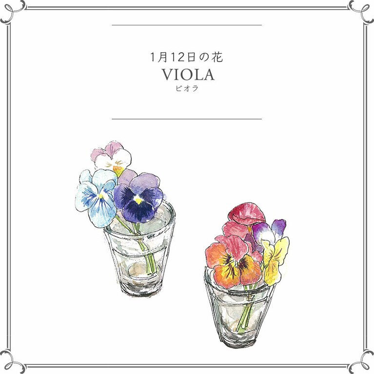 1月12日の花「ビオラ」