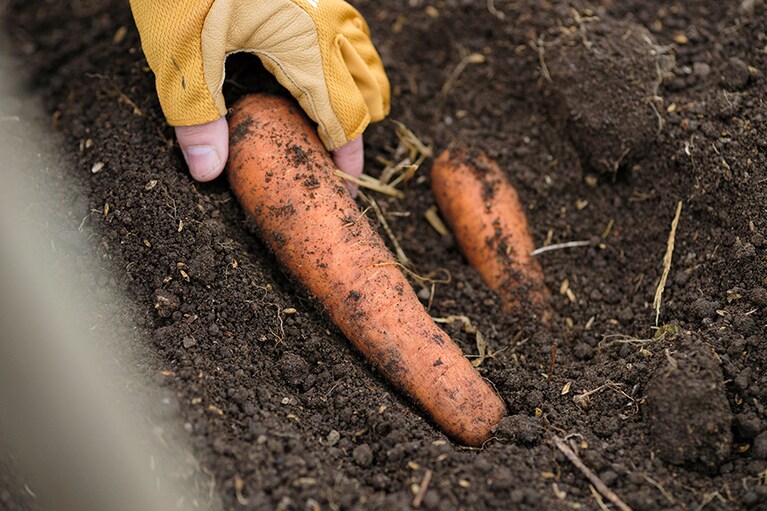 収穫した人参は、畑の土の中に埋めて食べるときまで貯蔵します。藤田さん曰く「畑は天然の冷蔵庫。甘みも増していきますね」