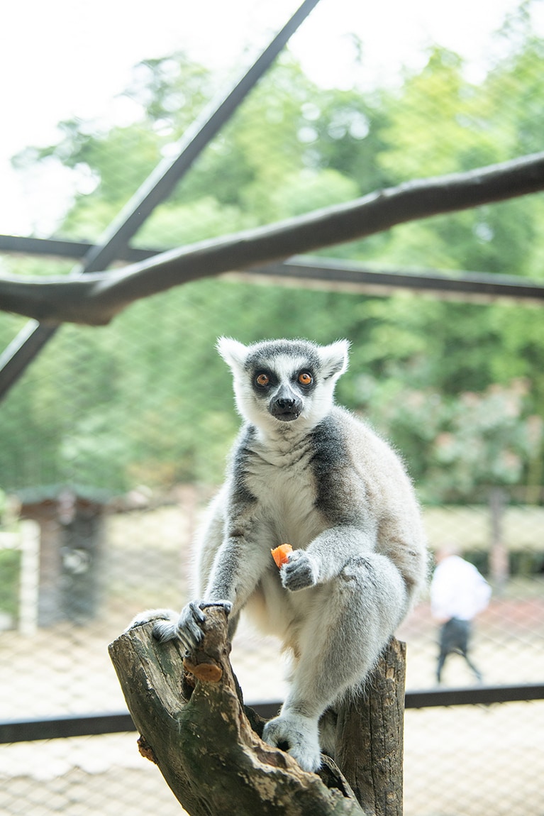 おでこや肩にラインが入っておしゃれ感ある、ワオキツネザル。ゲージの中に入って直接触れられる。