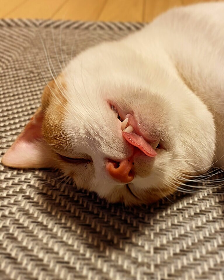 ミギ ♀ 1歳3カ月。ブサカワな寝顔です。しょっちゅう出てます（kazuminさん）