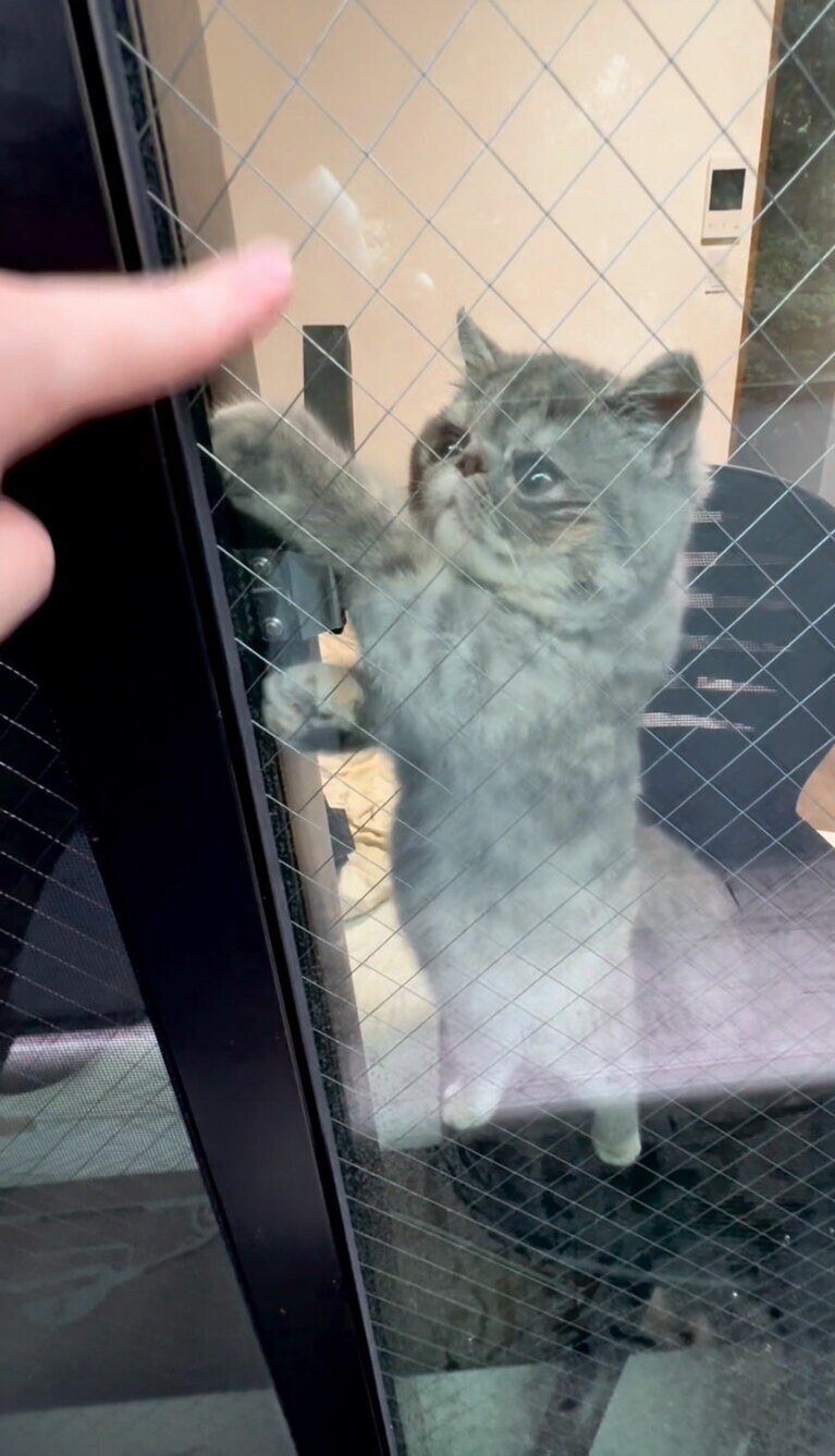 ほこり ♀ 0歳。家に入れなくなった飼い主を助ける可愛い姿を見てください！（たすくさん）