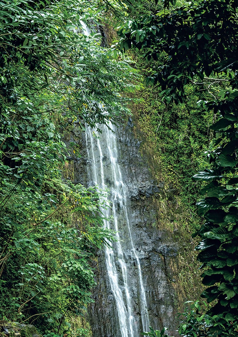 Manoa Falls Trail（マノア フォールズ トレイル）。