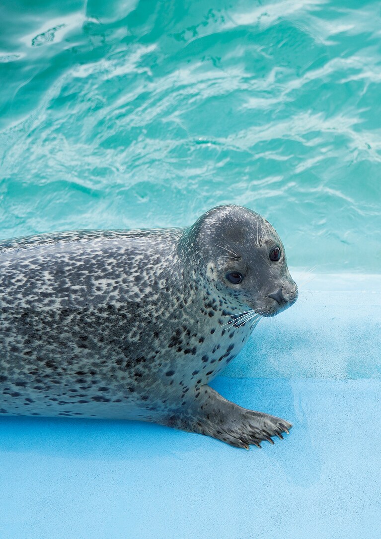 日本のアザラシ保護施設「オホーツクとっかりセンター」のアザラシ。