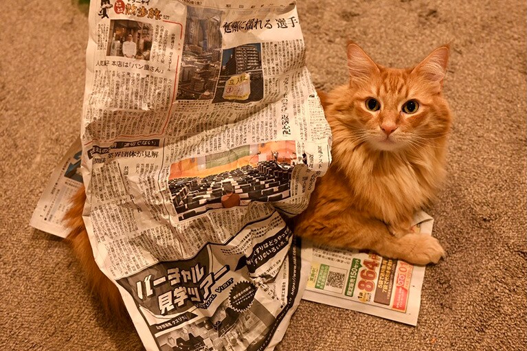 コバン ♂ 6歳。まるで新シーズンのコレクションモデルのよう。人間が読む前の新聞を着用して、流行を先取りです。