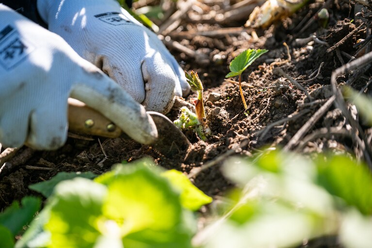 山うどは新芽を見つけたら、斜面の土を深く掘って根元から採るのがコツ。